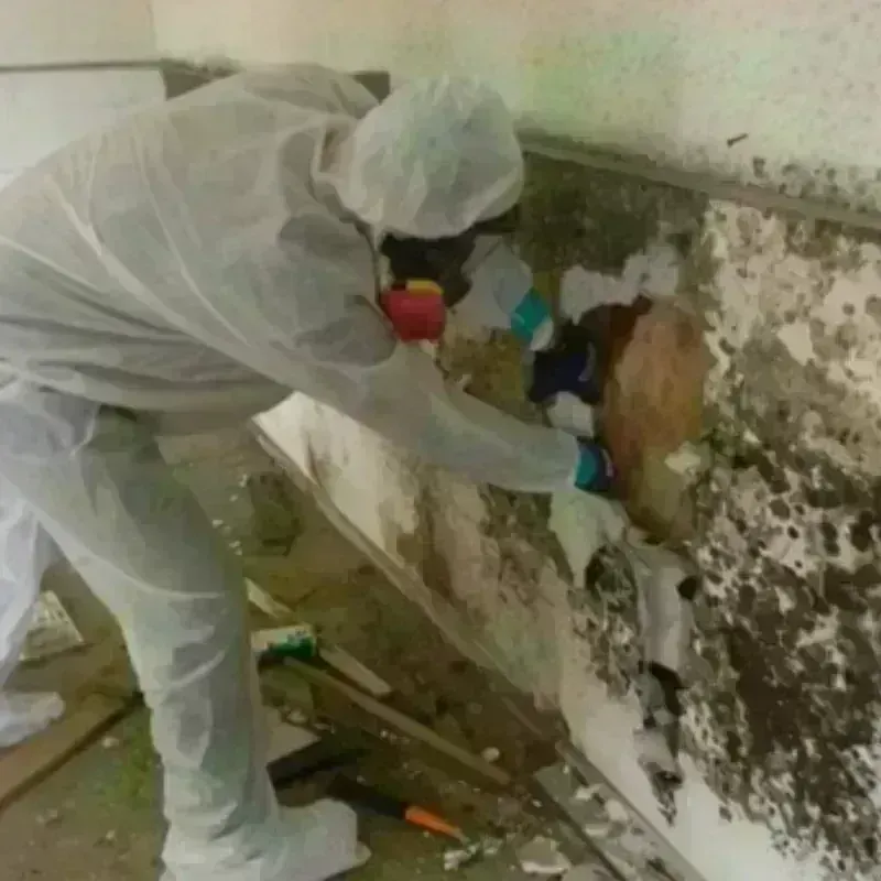 Mold Remediation and Removal in Woodstock, GA